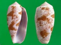鬱金香芋螺