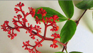 獨腳烏扣 獨腳烏扣