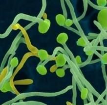 啤酒酵母菌提取物