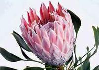 阿扎尼亞 阿扎尼亞