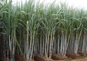 桂糖12號 桂糖12號