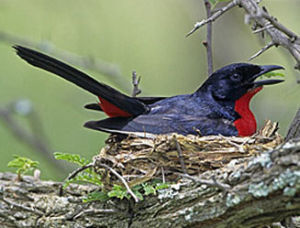 紅胸黑鵙 