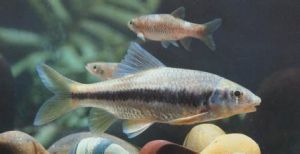 溫州厚唇魚 溫州厚唇魚