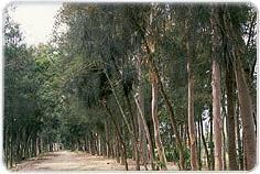 韓江林場 韓江林場