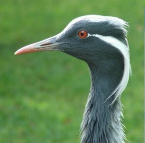 藍蓑羽鶴 藍蓑羽鶴