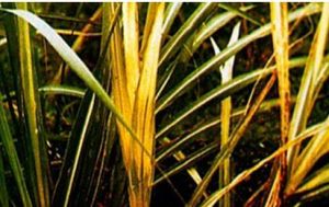 甘蔗葉灼病 甘蔗葉灼病