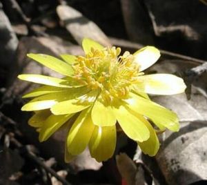 側金盞花屬 側金盞花屬