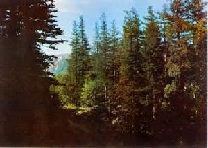 亞寒帶針葉林氣候