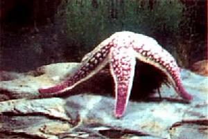 海盤車科 海盤車科