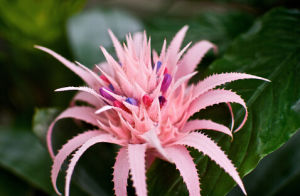 光萼報春 光萼報春