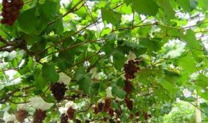 龍泉農業生態園 龍泉農業生態園