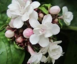 重瓣臭茉莉(原變種) 重瓣臭茉莉(原變種)