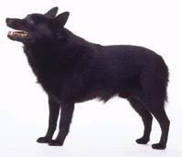 舒柏奇犬 舒柏奇犬