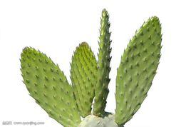 肉莖植物 肉莖植物