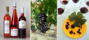 （圖）桃紅葡萄酒