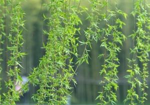 垂枝金花柳 垂枝金花柳