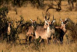 非洲大羚羊 非洲大羚羊
