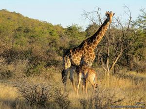 長頸鹿南非亞種 長頸鹿南非亞種