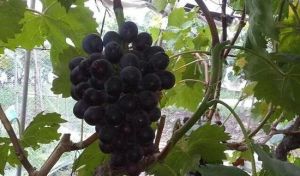 正社葡萄種植基地 正社葡萄種植基地