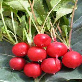 小紅蘿蔔 小紅蘿蔔