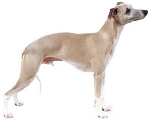 羅得西亞背脊犬