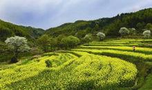 三口鎮[安徽黃山市黃山區轄鎮]