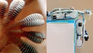 仿生壁虎腳 仿生壁虎腳