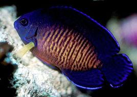 雙棘刺尻魚 雙棘刺尻魚