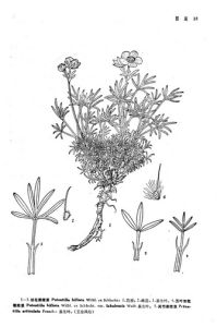 五葉雙花委陵菜 五葉雙花委陵菜