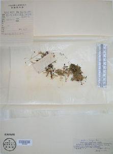 凍原繁縷 凍原繁縷