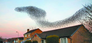 恐怖八哥 恐怖八哥