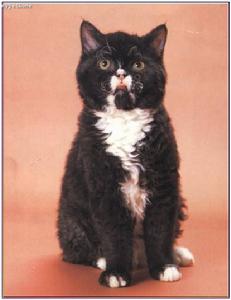 西卡克雷庫斯貓