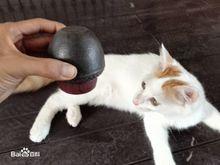 倒置茶入蓋子不脫落