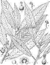 粗齒水東哥（新變種）