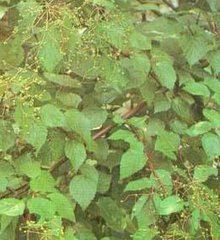 卵葉莢蒾 卵葉莢蒾