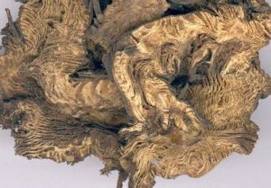 犀角升麻丸 犀角升麻丸