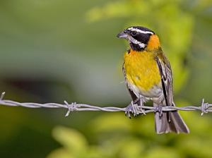 朱喉唐納雀 朱喉唐納雀