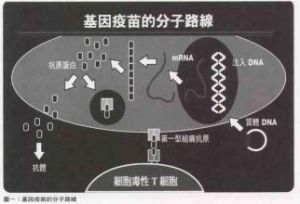 核酸疫苗 核酸疫苗