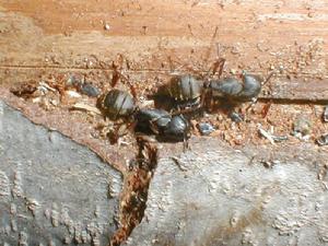 （圖）正在破壞木頭的木蟻