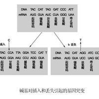 移碼突變 移碼突變