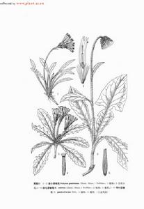 矮小厚喙菊 矮小厚喙菊