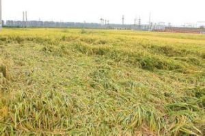 水稻倒伏 水稻倒伏