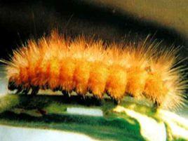 人文污燈蛾 人文污燈蛾