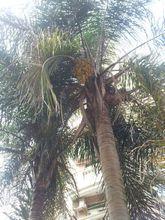 紫金鼠 招財鼠 樹木