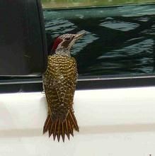 班氏啄木鳥 班氏啄木鳥