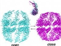 電鏡三維重構技術 電鏡三維重構技術