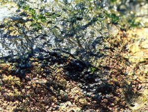 （圖）半豐滿鞘絲藻