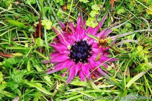 星狀雪兔子 星狀雪兔子