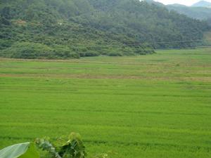 曼登箐自然村-水田