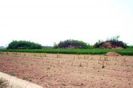 林村墓群 林村墓群